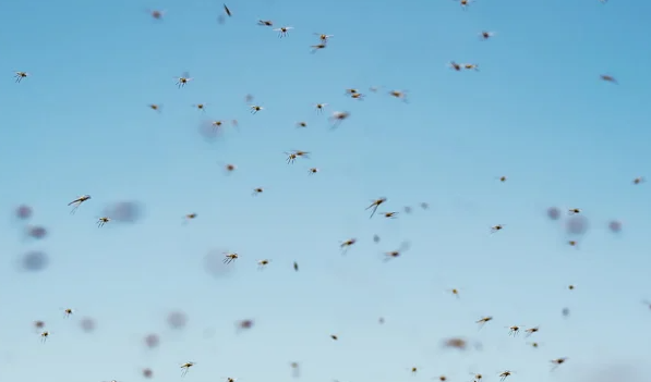 如何找到真正有效的捕蚊器?