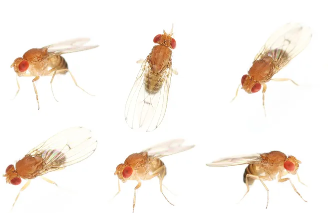 為什么我的家夏天會被蚊蟲侵擾?